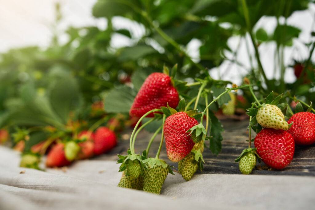 close up of organic strawberries growing at greenh 2023 11 27 04 51 49 utc