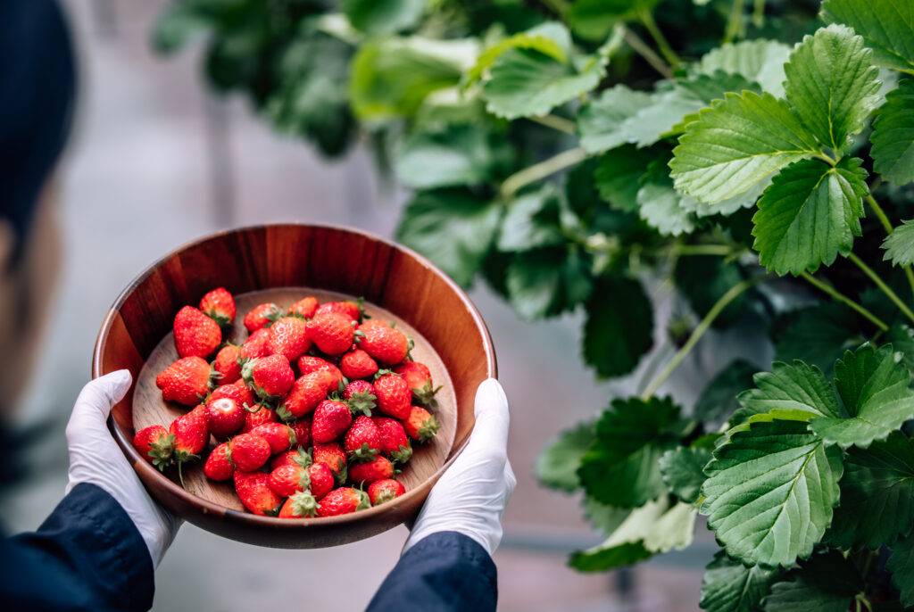 cutting edge automation strawberry farm yields ye 2023 11 27 05 05 32 utc