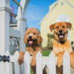 How to Build a Fence: Pets IN, Privacy High