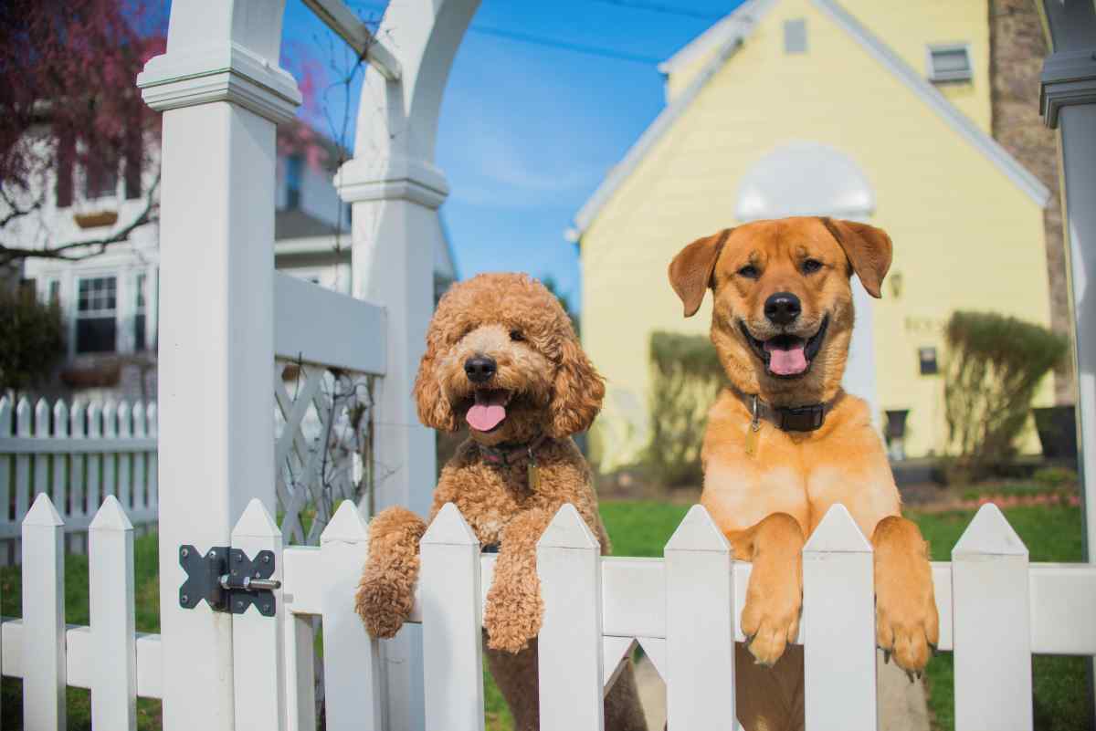 How to Build a Fence: Pets IN, Privacy High