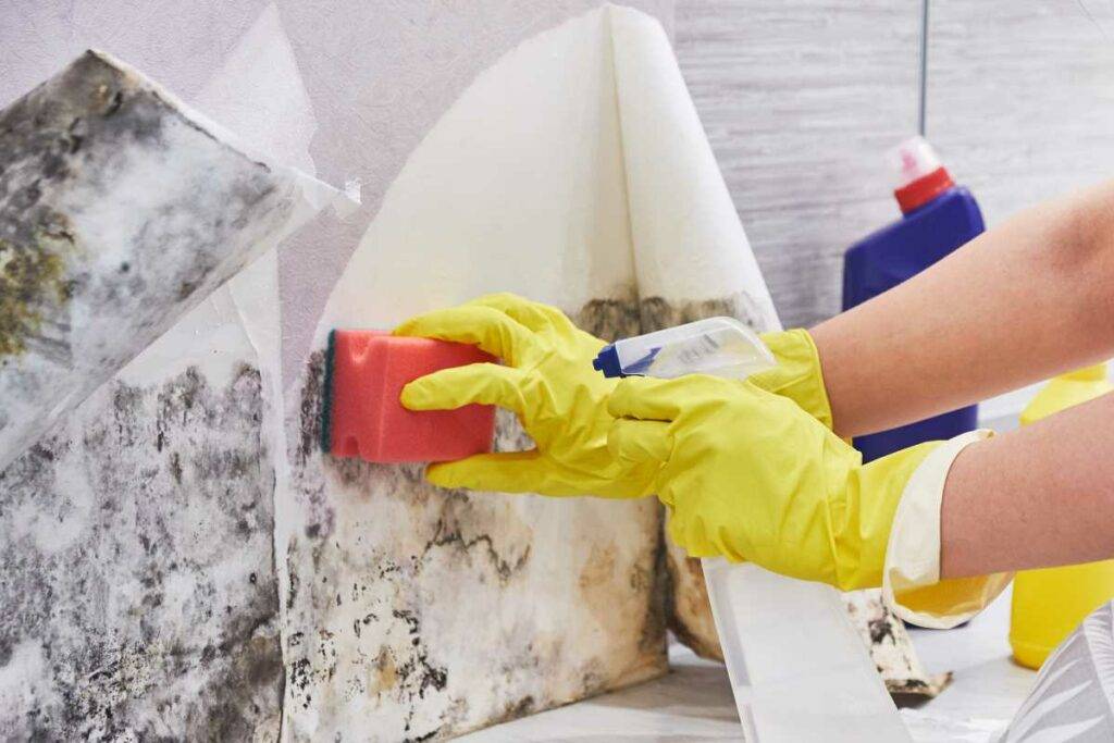 How I Got Rid of Mold: My Journey to a Healthier Home