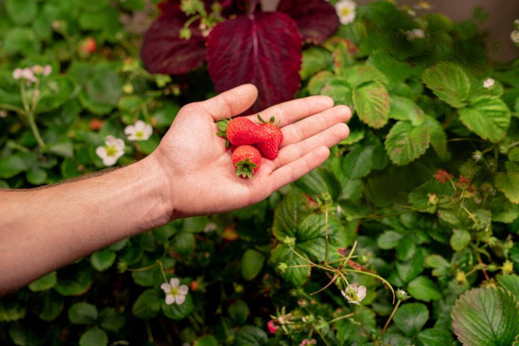 How to Grow Strawberries