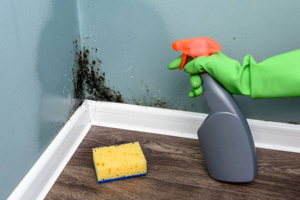 spray bottle and sponge near black mould wall 2023 11 27 05 35 31 utc