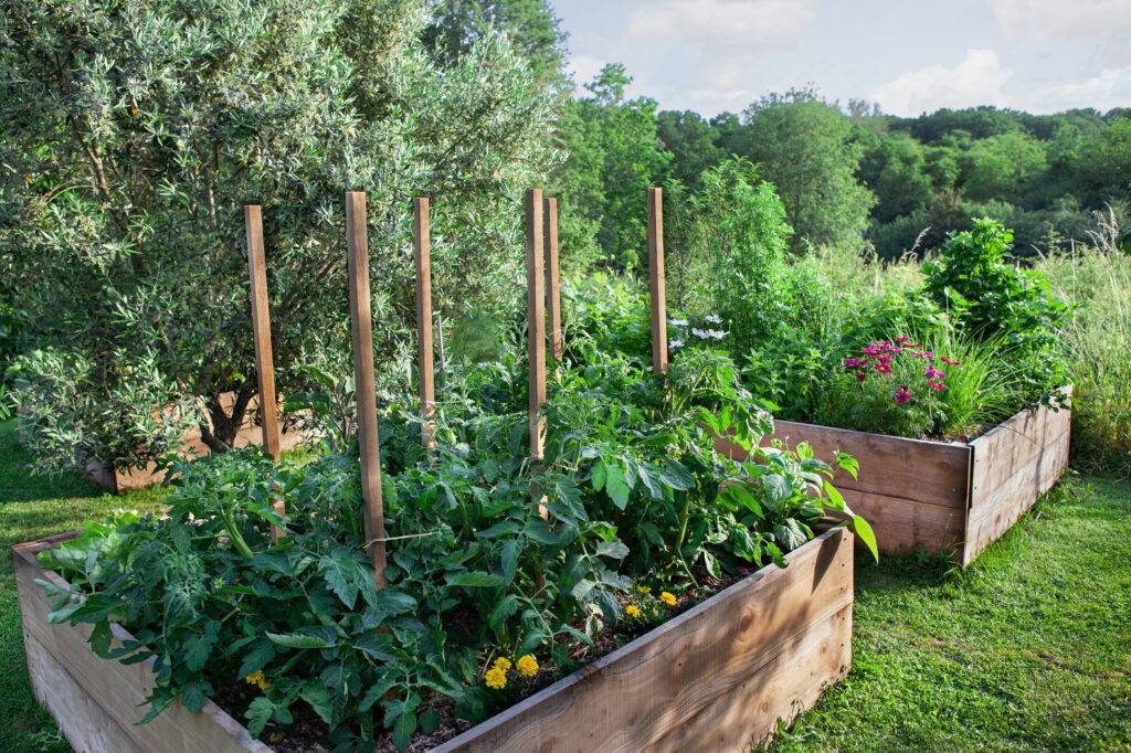 summer vegetables and herbs grow in wooden dirt sq 2023 11 27 05 35 30 utc