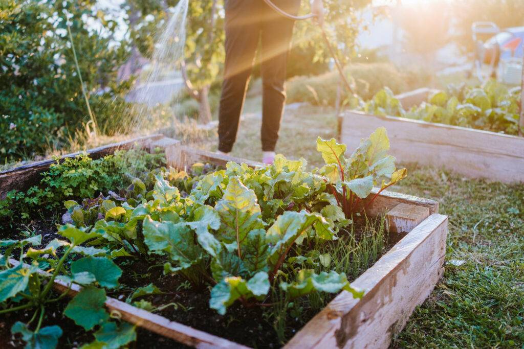 watering fresh vegetables 2023 11 27 05 14 04 utc